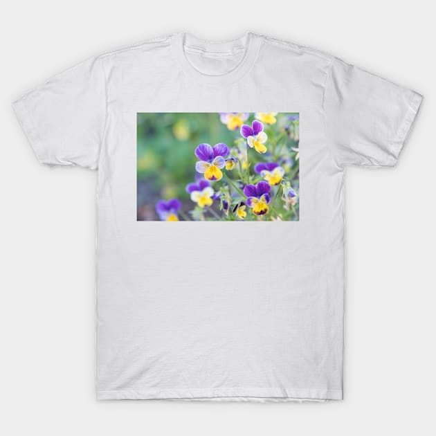 Pretty Little Purple and Yellow Pansies Springtime T-Shirt by Amy-K-Mitchell